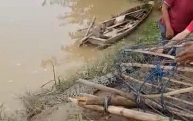 Diyakini Keramat, Buaya Terjebak Perangkap Ikan Warga Way Kanan Dilepas ke Sungai