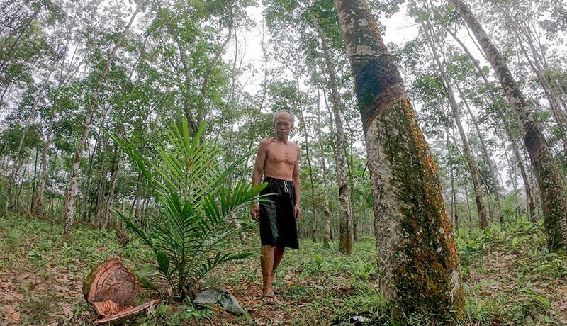 2.000 Hektare Kebun Karet Berubah jadi Kelapa Sawit di Jambi - Bagian 2
