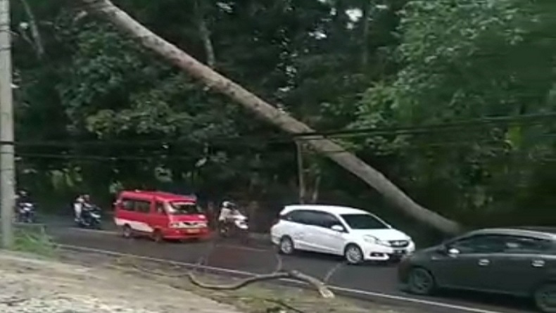 Pohon Besar Tumbang di Jalan Raya Cipanas-Puncak Cianjur, Lalu Lintas Macet