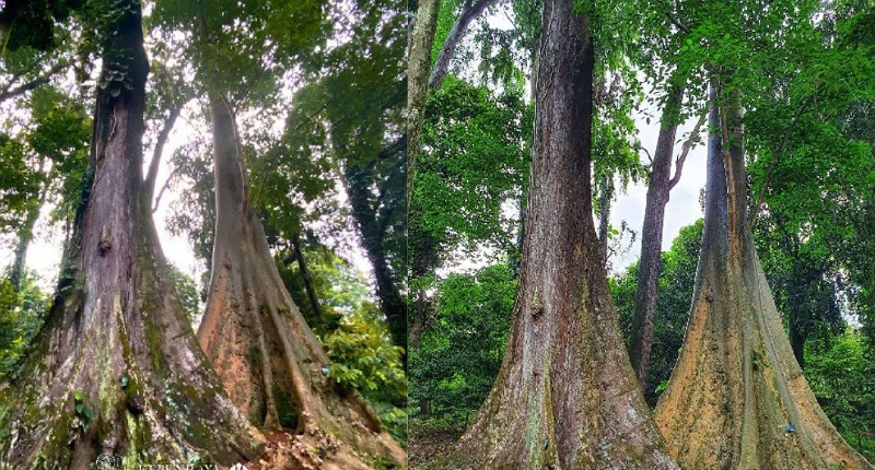 Kisah Pohon Jodoh Di Kebun Raya Bogor Yang Ditanam Sejak Mitosnya Bikin Pasangan Awet