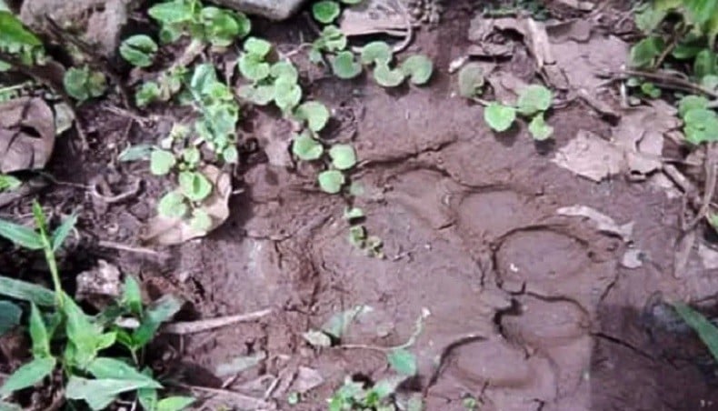 2 Anjing Warga Lereng Gunung Singgalang Mati Mengenaskan, Ditemukan Jejak Kaki Harimau