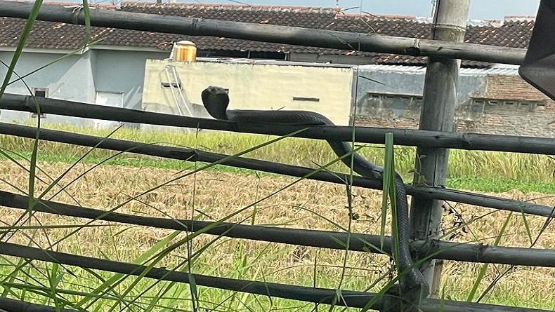 Ular Kobra Mendadak Muncul, Warga Perumahan di Pemalang Ketakutan