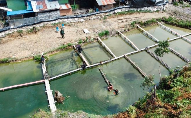 Sebulan di Intan Jaya, Para Ksatria Tengkorak Buat Keramba dan Peternakan Ayam
