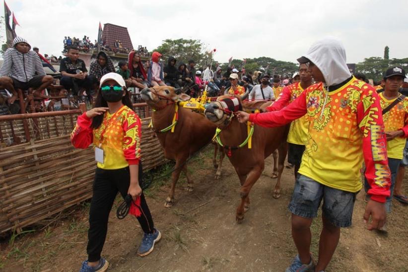 Potret Keseruan Lomba Karapan Sapi Piala Presiden di Bangkalan  - Bagian 4