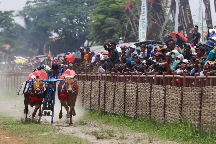 Potret Keseruan Lomba Karapan Sapi Piala Presiden di Bangkalan  - Bagian 1