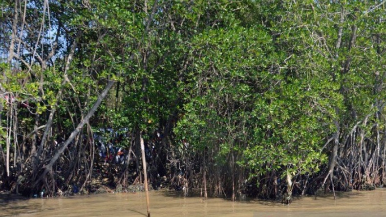 LSM Swara Parampuang Berdayakan Kaum Hawa Konservasi Mangrove