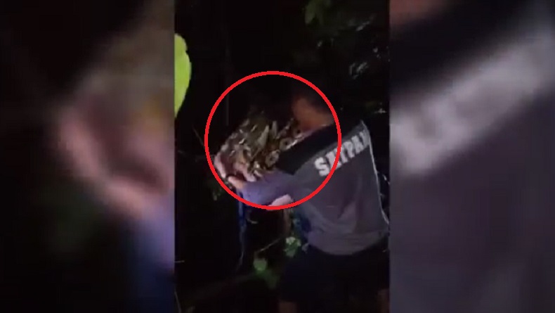 Penampakan Ular Piton 7 Meter Melilit di Pohon Malam Hari, 10 Petugas Damkar Langsung Angkut