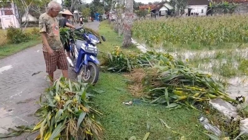 Diguyur Hujan Terus Menerus, Lahan Jagung Petani di Blora Terendam Air