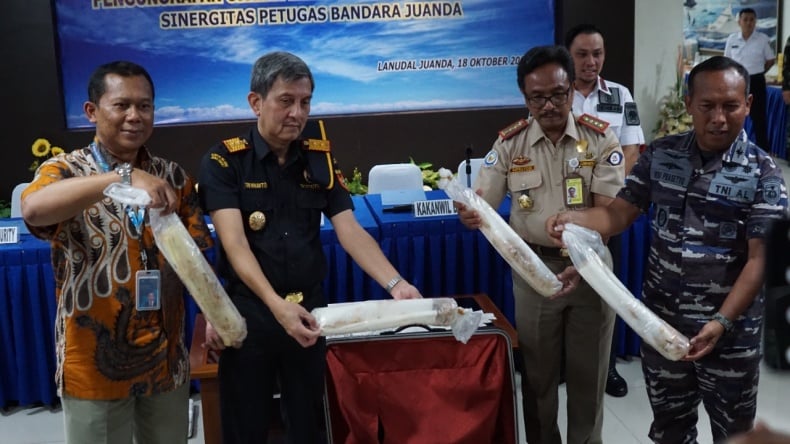 title Petugas Bandara Juanda Gagalkan Penyelundupan Benih Lobster Senilai Rp1,3 Miliar Petugas Bandara Juanda Gagalkan Penyelundupan Benih Lobster Senilai Rp1,3 Miliar
