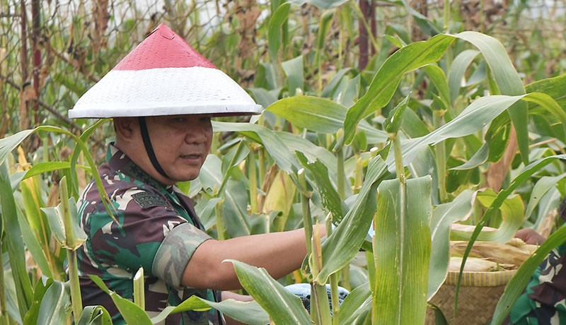 Potret Jenderal Dudung Pakai Caping Merah Putih Panen Jagung dan Naik Traktor - Bagian 1