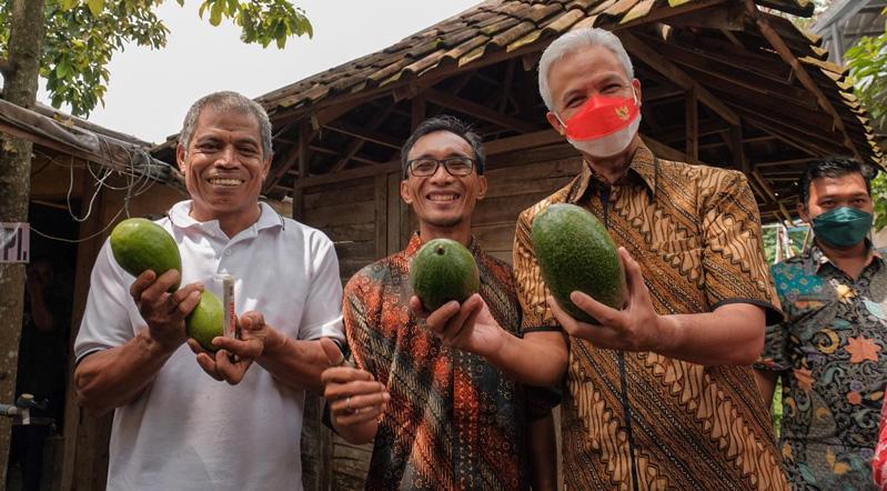 Alpukat Rifai, Buah yang Pernah Dilelang Rp1,1 Juta per Biji Kini Dipopulerkan Ganjar