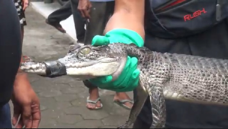 Buaya di Saluran Air Tengah Kota Gegerkan Warga Mojokerto, Ini Penampakannya 