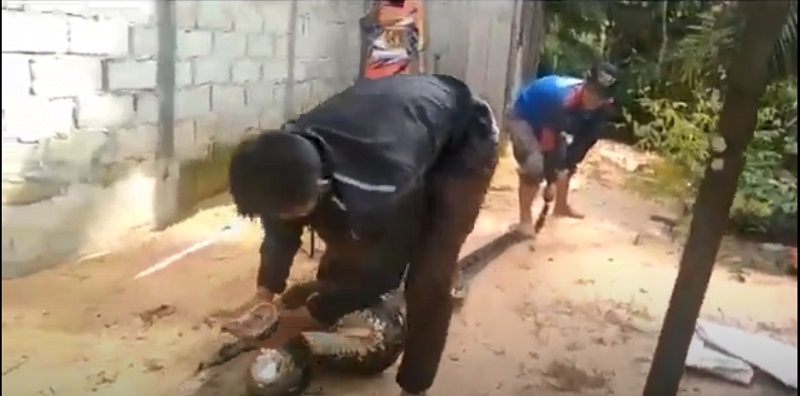 Mangsa Ayam Warga, Ular Piton Sepanjang 6 Meter Dievakuasi Petugas BPBD