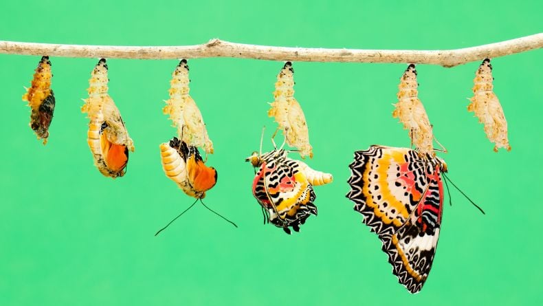 5 Contoh Hewan yang mengalami Metamorfosis Sempurna, Nomor 3  Mirip Drakula