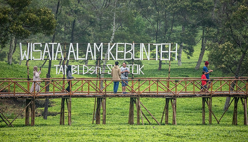 Indahnya Pemandangan Alam Kebun Teh di Lereng Gunung Sindoro - Bagian 3