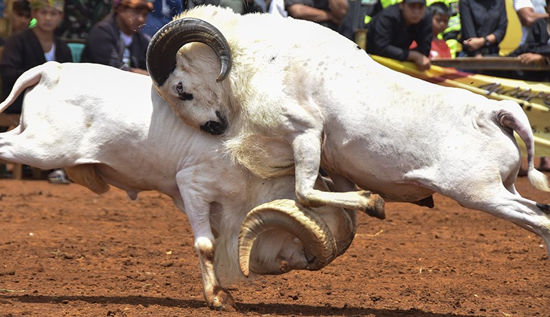 Adu Domba Garut Lestarikan Budaya Sunda - Bagian 1