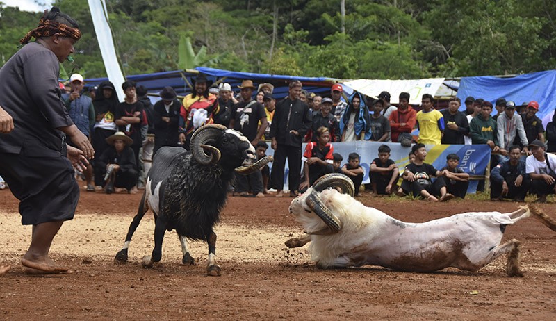 Adu Domba Garut Lestarikan Budaya Sunda - Bagian 2