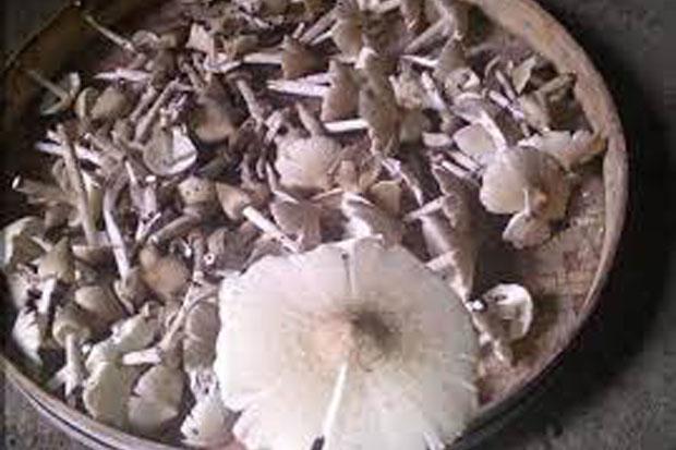 Keracunan Massal di Dlingo Bantul, Warga Mengaku Kapok Konsumsi Jamur 