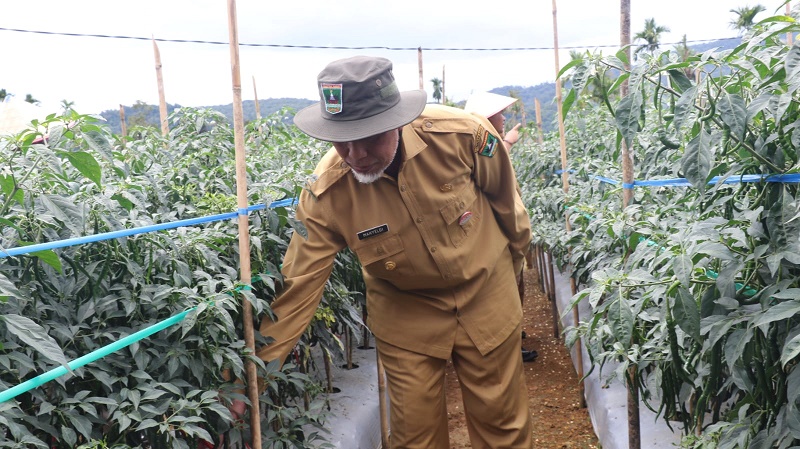Sehari Berkantor di Nagari Talu, Gubernur Sumbar: Talu Berpotensi sebagai Leading Sektor Pertanian