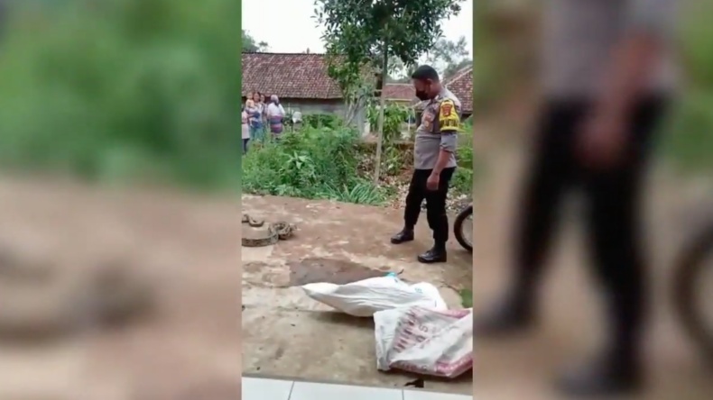 Viral! Anggota Polisi di Tanggamus Jinakkan Ular Piton