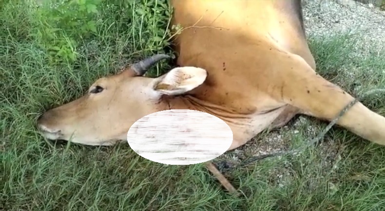 Tepergok Tembak dan Sembelih Sapi Milik Warga, Pencuri di Muna Babak Belur Dihajar Massa