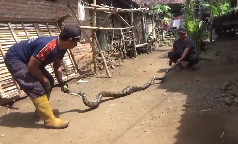 Ular Sanca 4 Meter Gegerkan Warga Jombang, Mendadak Muncul dan Nyaris Masuk Rumah 