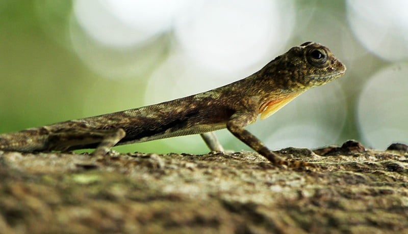 Penampakan Cicak Terbang, Satwa Asli Taman Nasional Babul Maros - Bagian 1