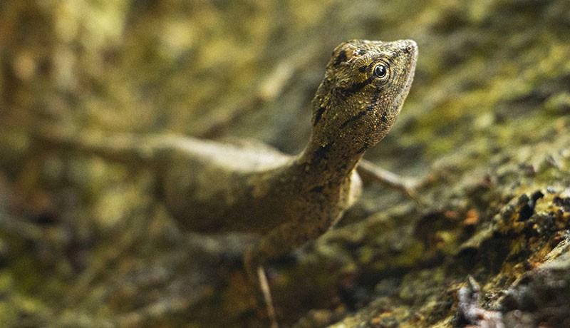 Penampakan Cicak Terbang, Satwa Asli Taman Nasional Babul Maros - Bagian 2
