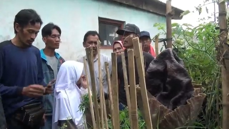 Heboh, Bunga Bangkai Tumbuh di Pekarangan Rumah Warga Padalarang KBB
