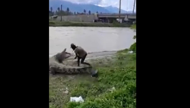 Video Viral Pria Nyaris Diterkam Buaya usai Beri Makan dan Pegang Ekornya