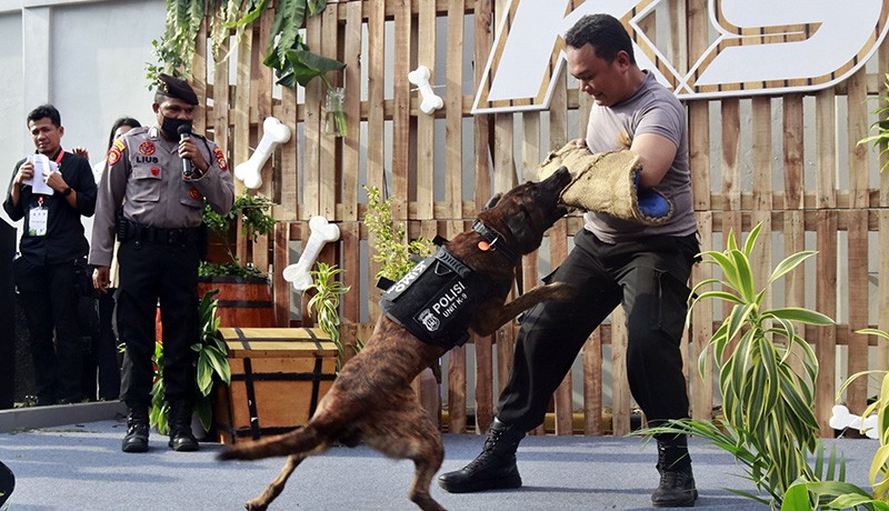 Aksi Anjing Pelacak K-9 Mencari Narkoba di Dalam Koper - Bagian 3