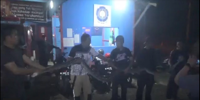 Mangsa Ternak dan Resahkan Warga, Piton Sepanjang 4,5 Meter Dievakuasi