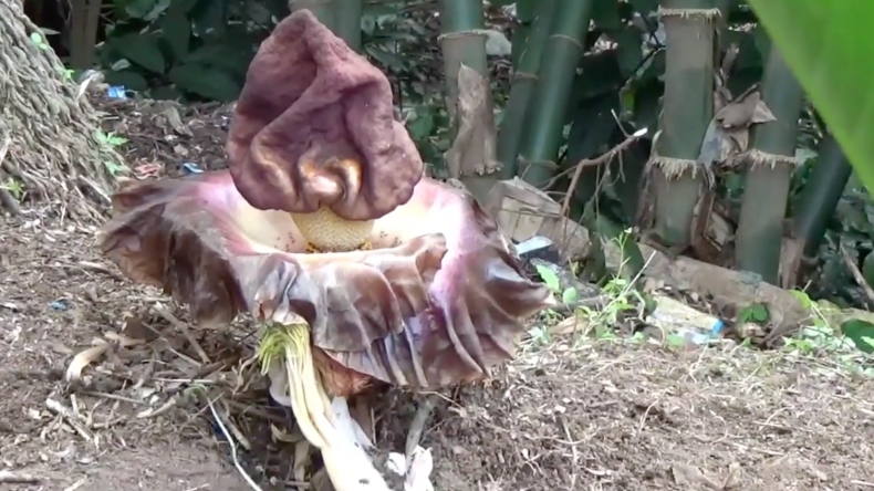 3 Bunga Bangkai Suweg Ditemukan di Kampus Universitas Bali Internasional