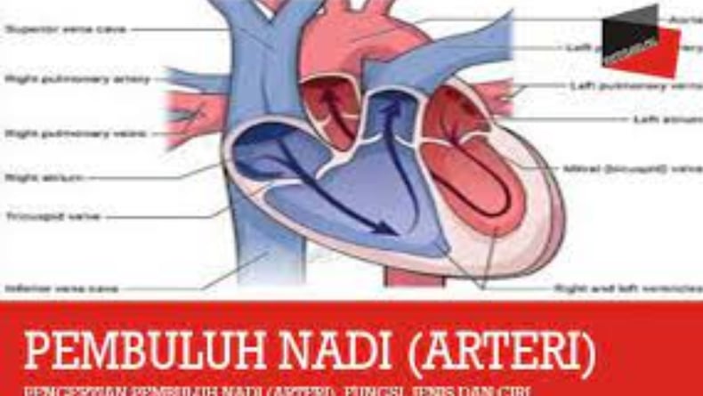 5 Perbedaan Pembuluh Nadi Dan Pembuluh Balik Karakteristik Fungsi Dan Cara Kerja 0183