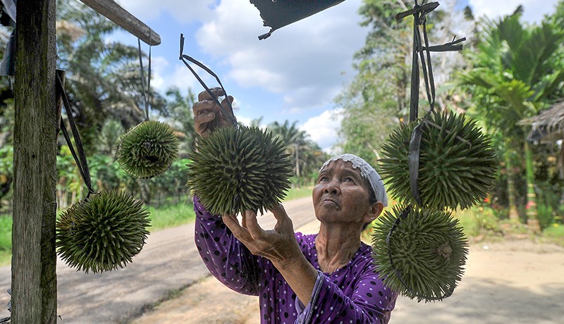 Panen Durian Jambi, Harga Rp10.000-Rp50.000 per Buah - Bagian 2