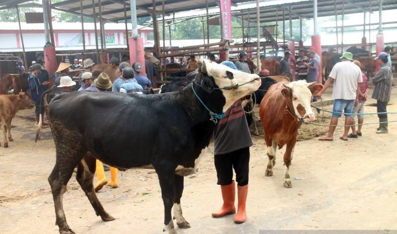 Wabah PMK Melandai, 5 Pasar Hewan di Boyolali Dibuka Kembali 