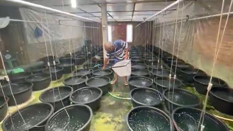 Budi Daya Ikan Bawal di Ember Plastik, Kakek di Banjarnegara Untung Jutaan Rupiah