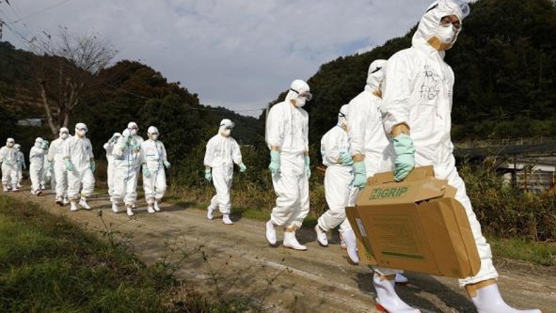 1,5 Juta Ayam di Jepang Dimusnahkan gegara Flu Burung