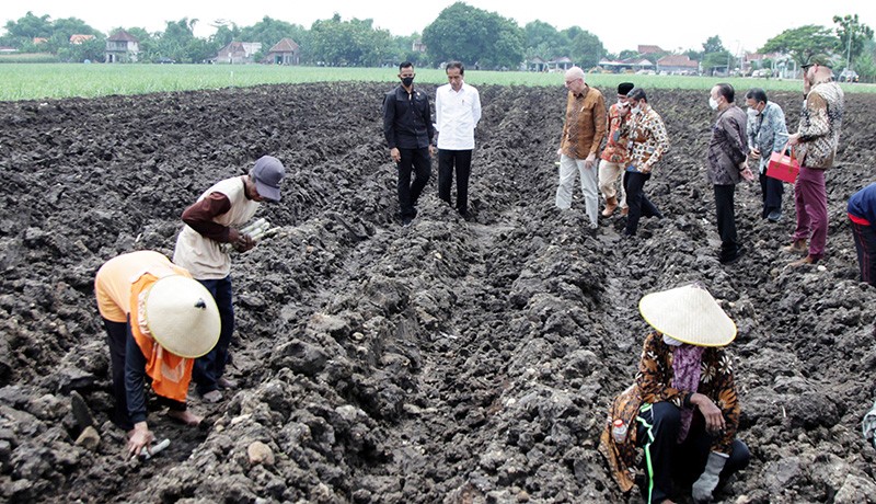 Presiden Jokowi Tinjau Penanaman Tebu Varietas Unggul  - Bagian 2