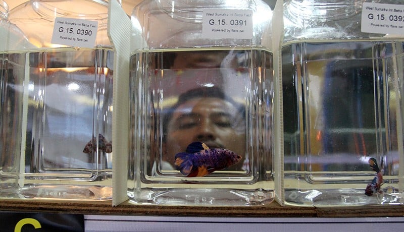 Kontes Ikan Cupang Internasional Diikuti Peserta dari Negara-Negara Asia - Bagian 3