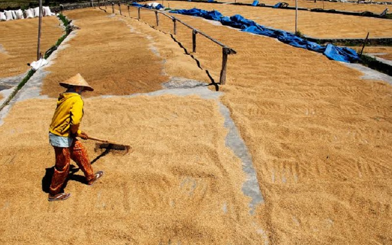 Kabar Baik untuk Sumsel, Bulog Siapkan Triliunan Rupiah untuk Beli Beras Petani