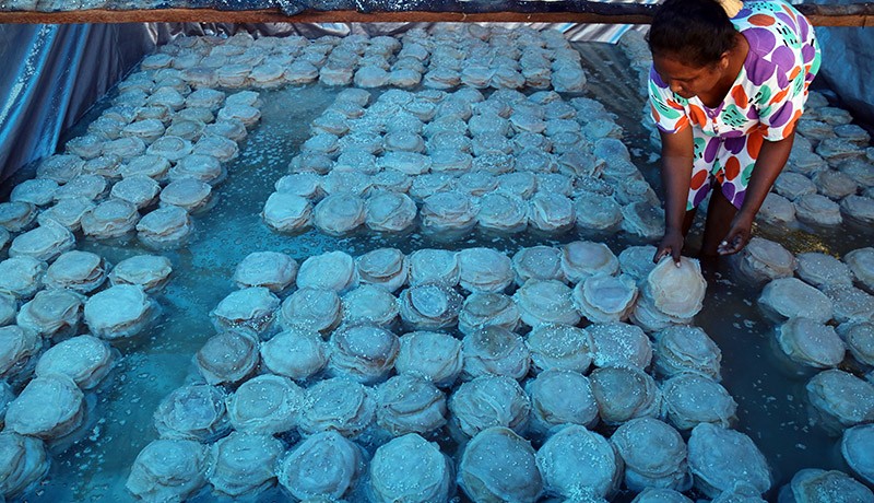 Halmahera Ekspor Ubur-Ubur ke Taiwan hingga Jepang - Bagian 2