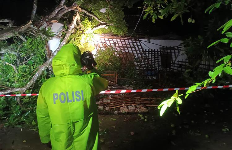 Kulonprogo Diguyur Hujan Deras, Pohon Kweni Tumbang Timpa Rumah Warga