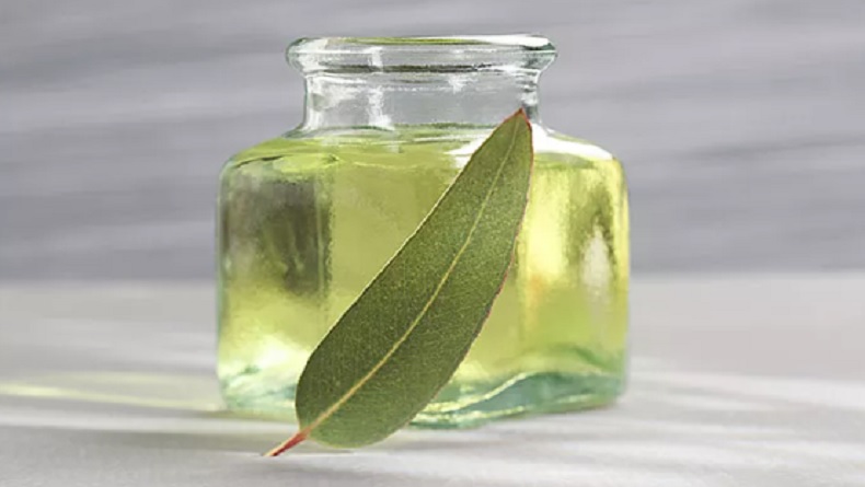 title Berbagai Manfaat Minyak Kayu Putih, Redakan Nyeri hingga sebagai Aromaterapi Berbagai Manfaat Minyak Kayu Putih, Redakan Nyeri hingga sebagai Aromaterapi