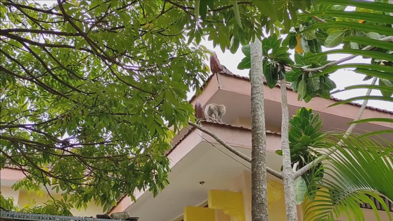 Cari Makan, Kawanan Monyet Liar Satroni Kantor Kecamatan Laren Lamongan