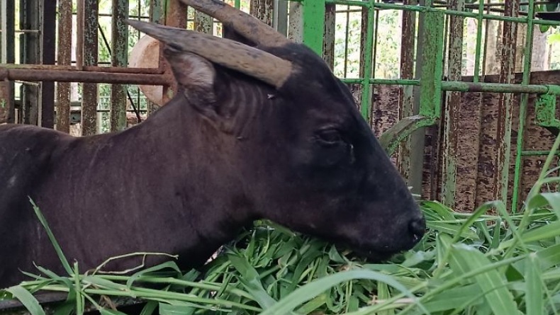 Lacak asal Anoa dan Babi Rusa Dijual di Pasar Tradisional, BKSDA Sulut Patroli Perbatasan