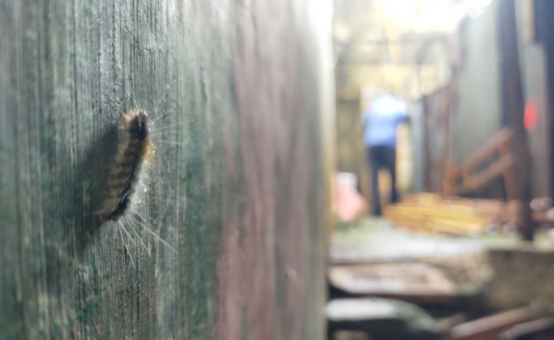 Ribuan Ulat Bulu Serbu Rumah di Ngamprah KBB, Warga Resah dan Ketakutan