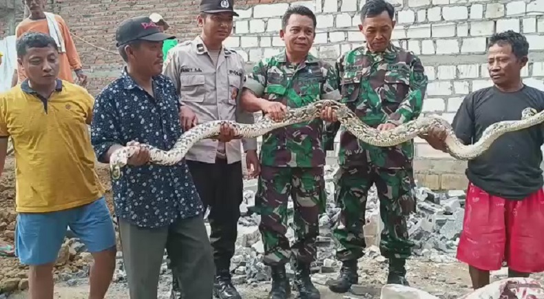 Ular Sanca Erami 5 Telur di Kandang Sapi Gegerkan Warga Mojokerto  
