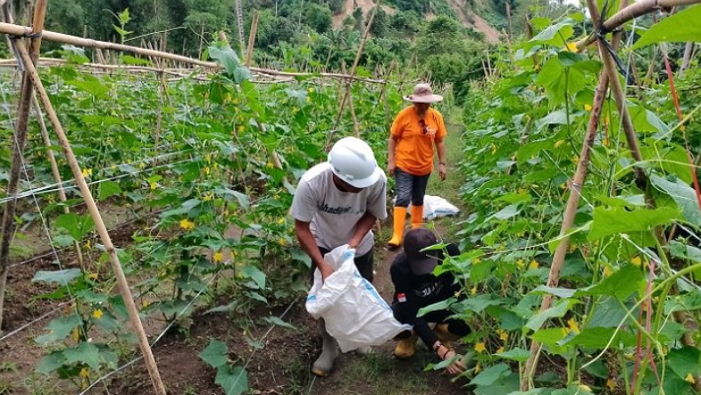 Petani Sulut Respons Positif Penggunaan Pupuk Organik