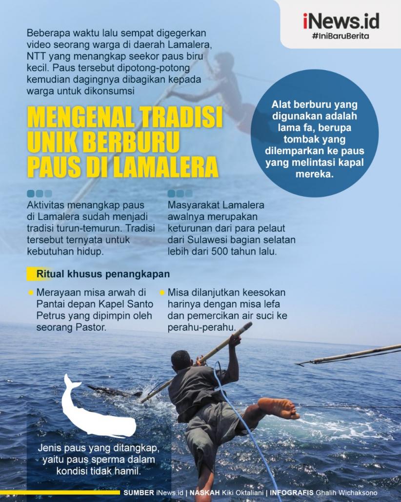 Infografis Tradisi Berburu Paus di Lamalera, Hanya Pakai Tombak 